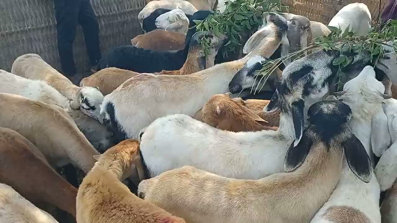 Pebbair Market Today 🐑 | Sheep Market Full Update | Best Prices & Bargaining Scenes 🔥