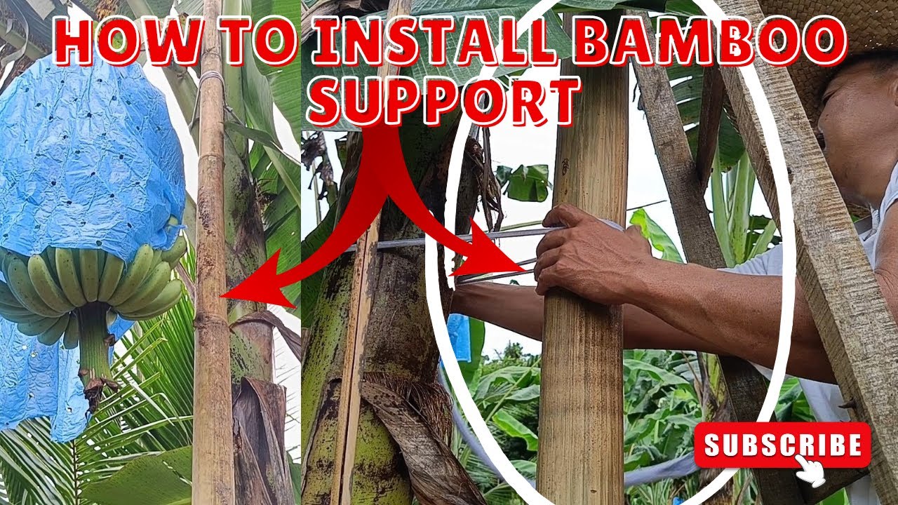 How to install bamboo poles to support Banana Plant (Lakatan)