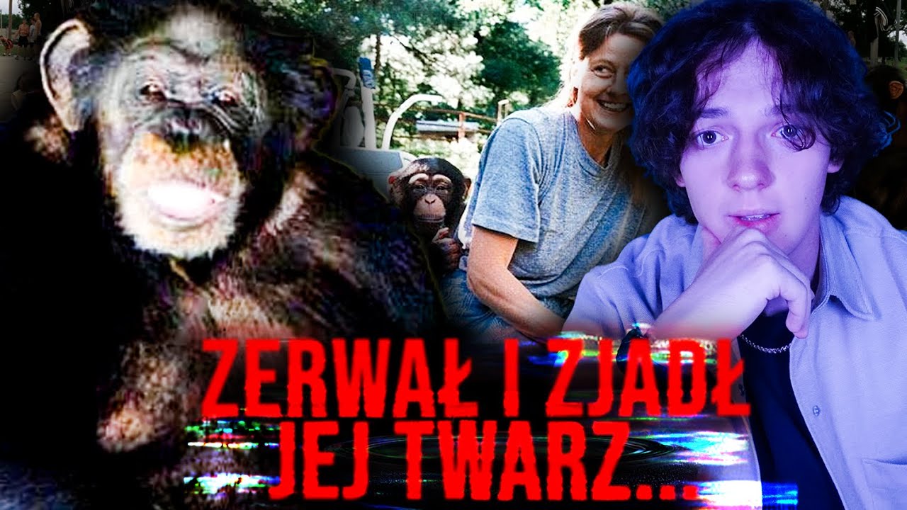 DLATEGO NIGDY NIE TRZYMAJ SZYMPANSA W DOMU. INCYDENT Z SZYMPANSEM TRAVISEM (TRAVIS THE CHIMP)