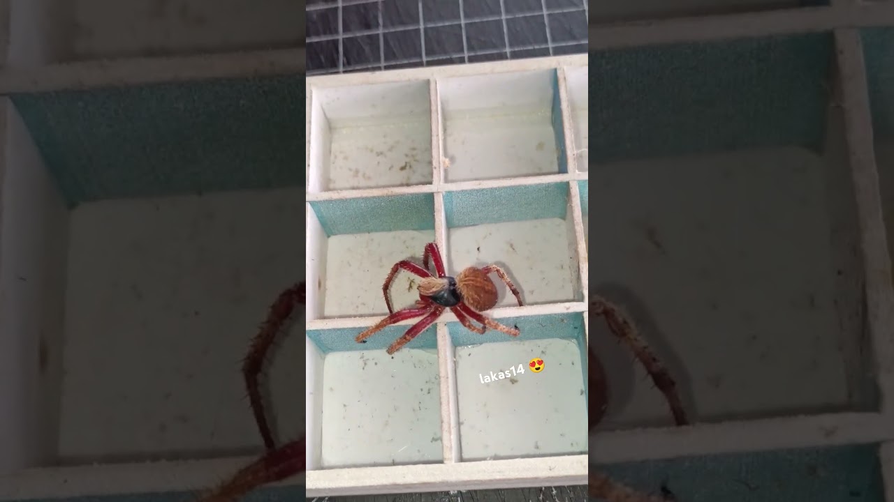 Samon ng Isabela 🕷️🕸️#samon #spider