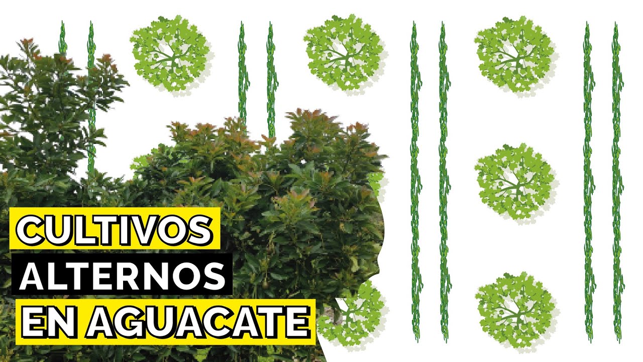 Que cultivos ASOCIAR con AGUACATE? 2022