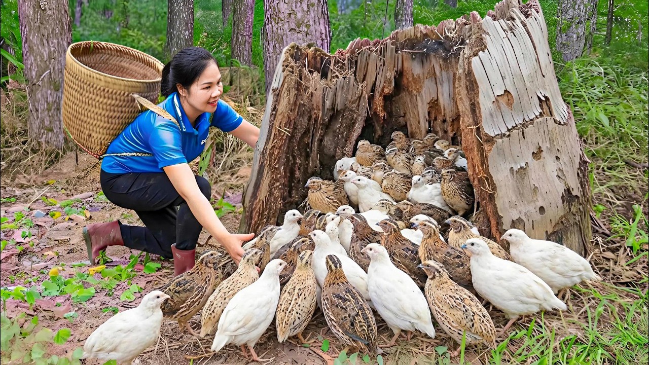 Harvest 1000+ Flock of Forest Quail & Go to Market Sell | 199 Days From Egg To Survivor | off grid