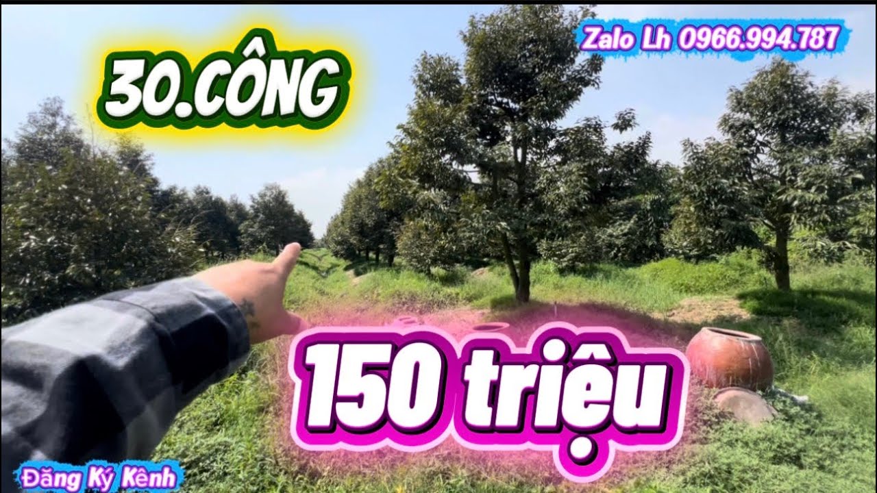 Ms 506 Bán 3 Mẫu Đất Đê Bao Làm Vườn Sầu Riêng .Bình Hòa Tây Ninh