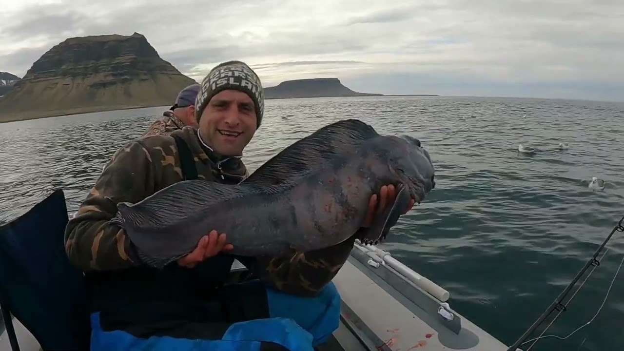 Łupacz, Zębacz, Dorsz - Czego chcieć więcej?