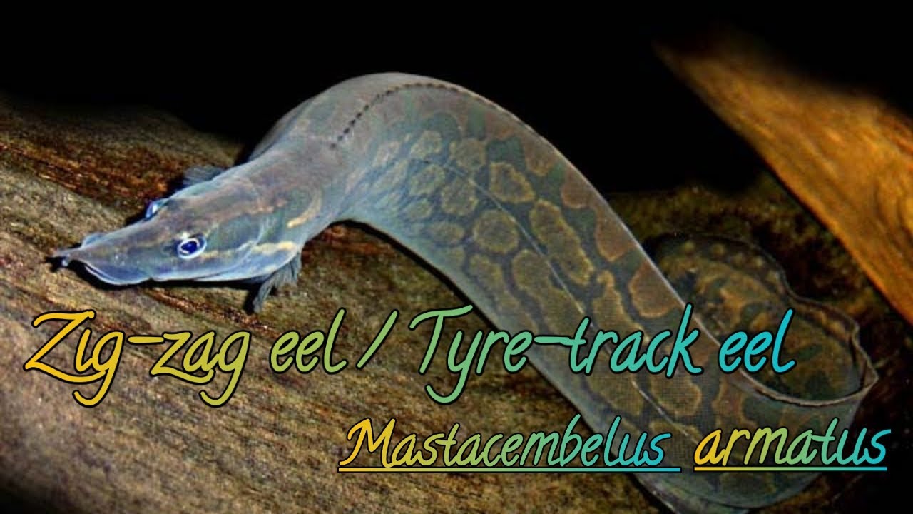 Zig zag eel  Tyre track eel (Mastacembelus armatus)
