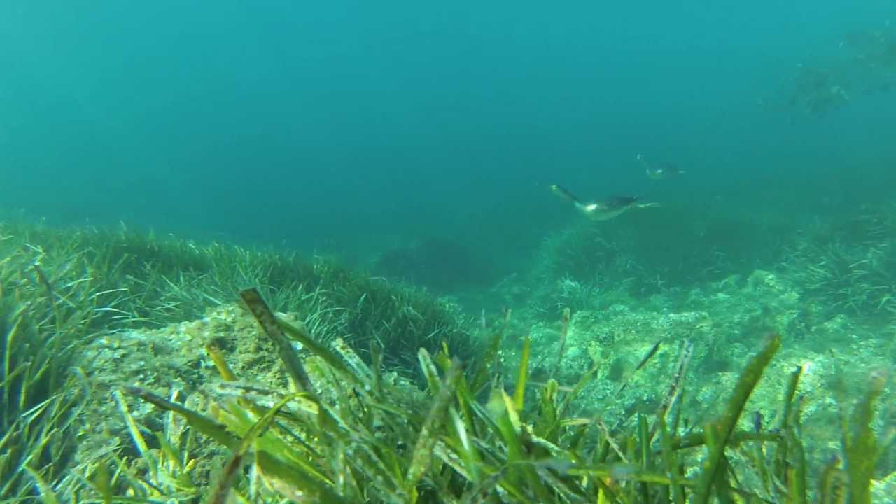 Rencontre insolite lors d'un agachon (Eden Roc Bandol 2013) GoPro3 HD