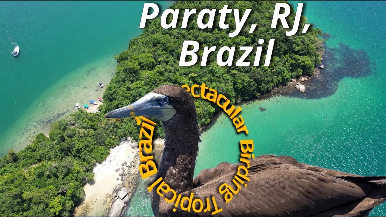 Paraty Birding Adventure: Islands, Rare Birds, and Coastal Photography Tips