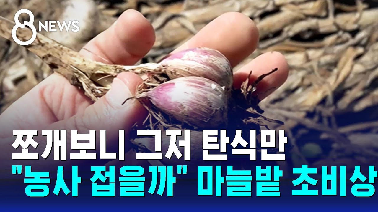 '12쪽' 된 6쪽 마늘…여름부터 가격 오른다 / SBS 8뉴스