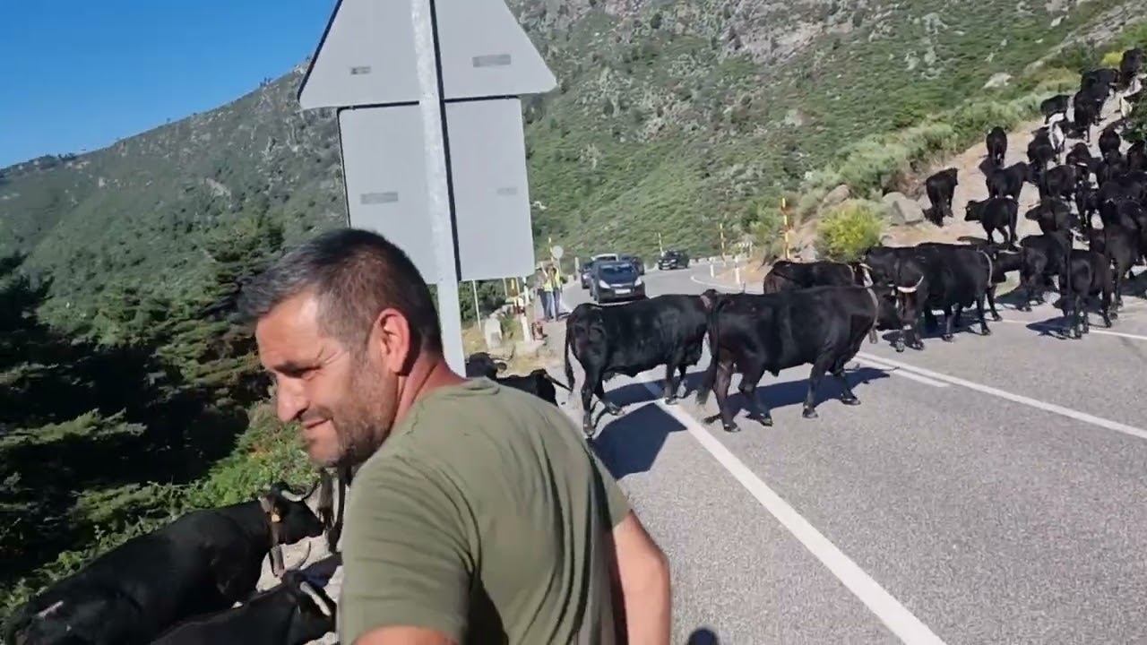 La trashumancia ancestral y necesaria que no debemos dejar perder