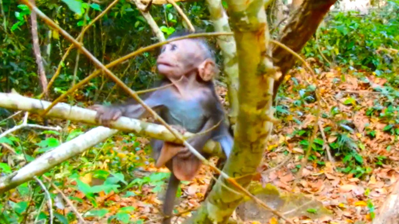 Top Sweet Primate baby, Jinx lets baby play to build confidence