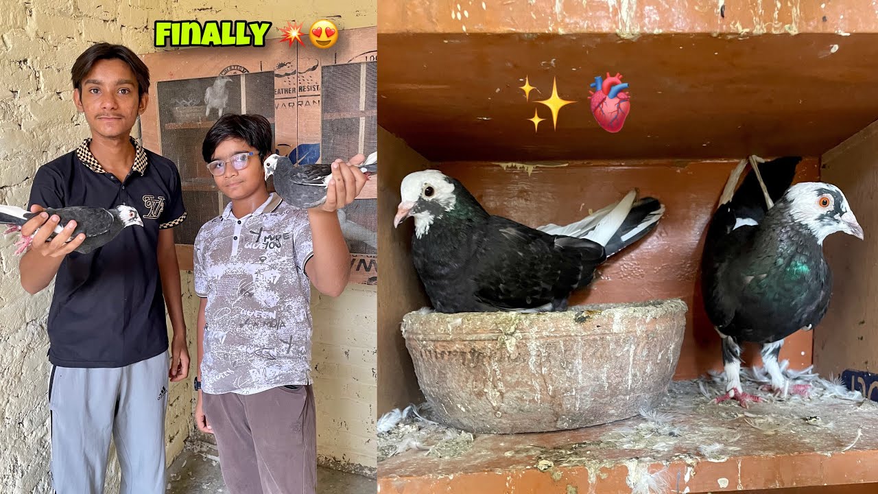 Black Dubaaz Ke Liye Female Le Ayy 🥰💥|| pair complete finally ❤️