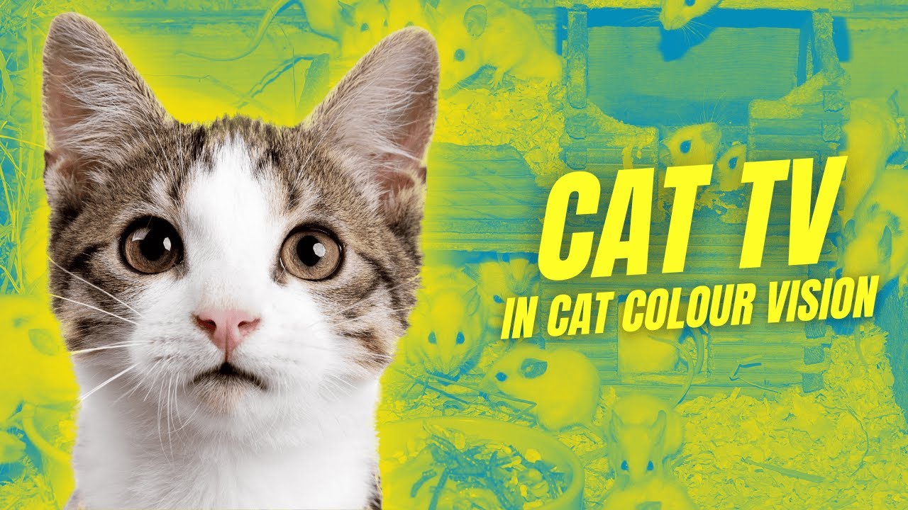 Fun Cat TV in Cat Colour Vision | Birds, Squirrels, Fish & More (1 Hour)