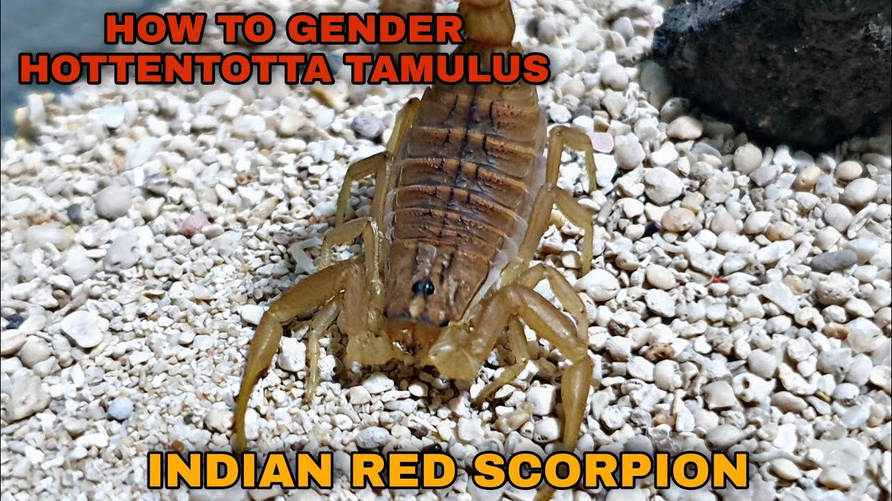HOW TO GENDER HOTTENTOTTA TAMULUS | TARASCORP TV