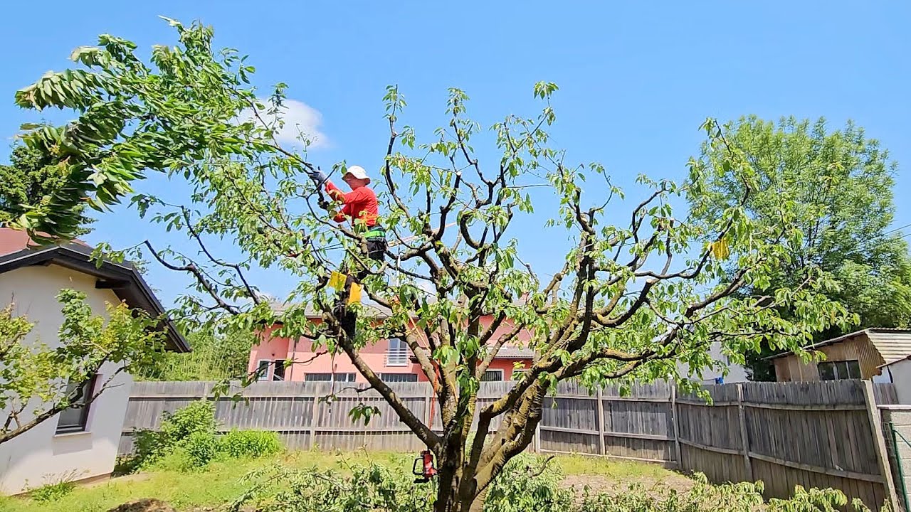 Obrezovanje petmetrske češnje - Nižanje in redčenje krošnje