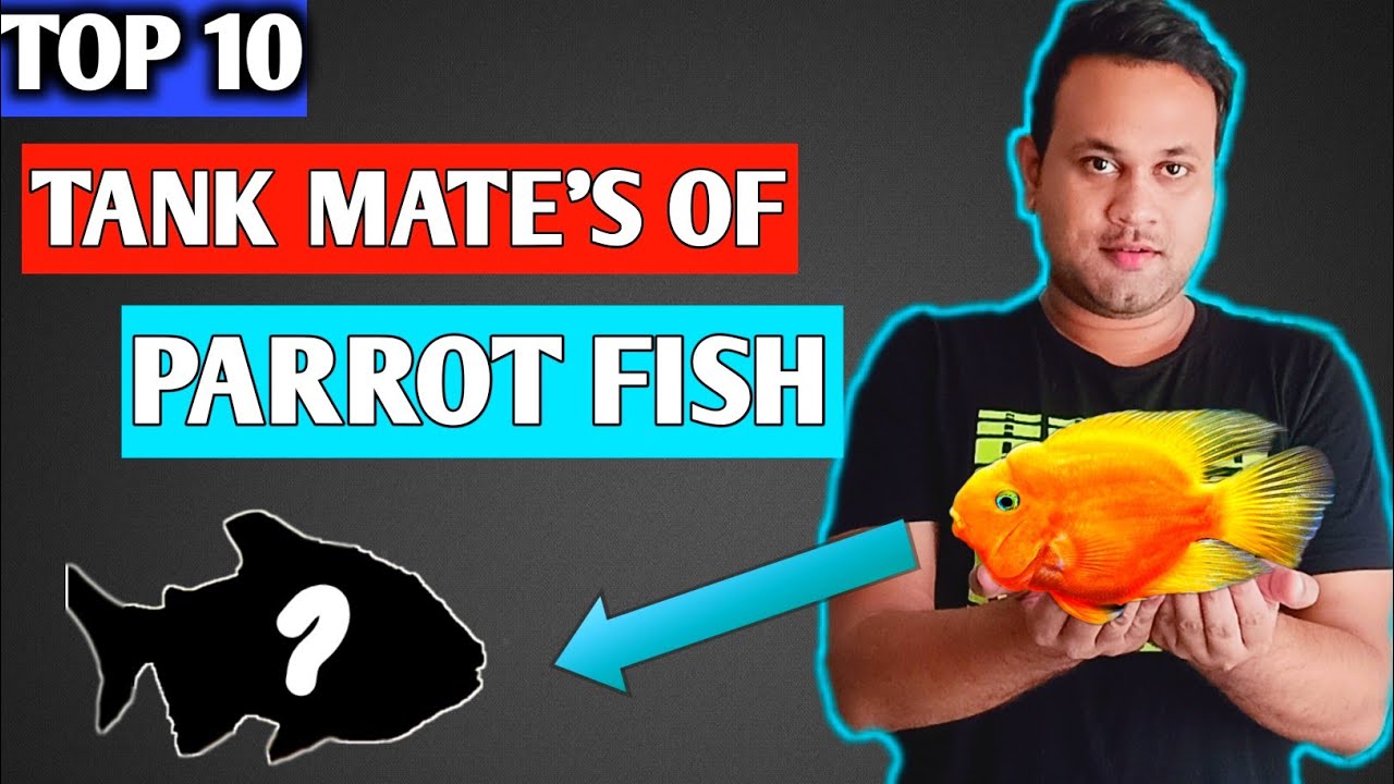 top 10 tank mates for parrot fish || parrot fish tank mates || पैरेट फिश के टैंक मेट ||