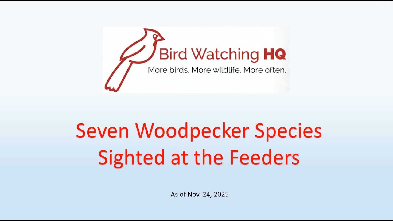 Seven Woodpecker Species at BWHQ