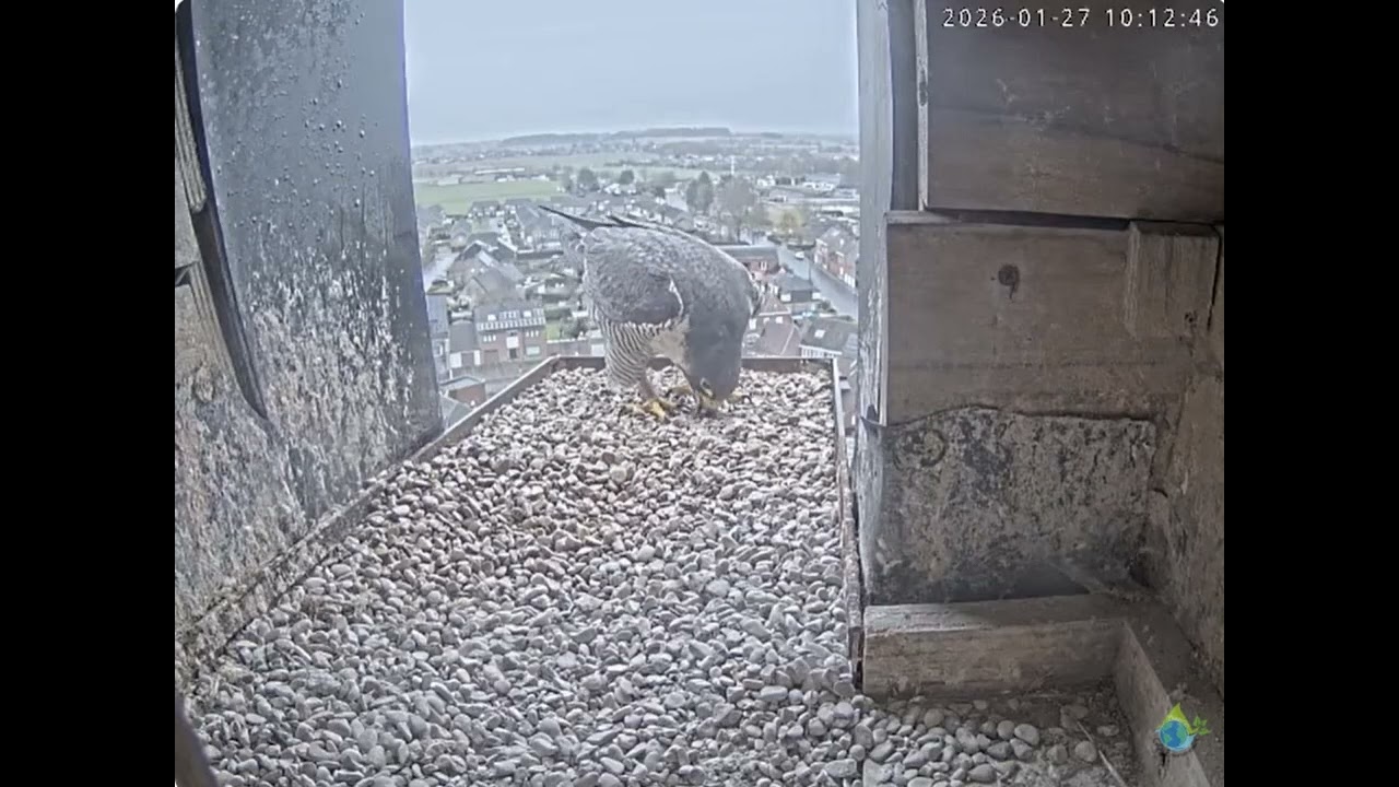 Dottignies peregrines Dottie eating stones 27-jan-2026