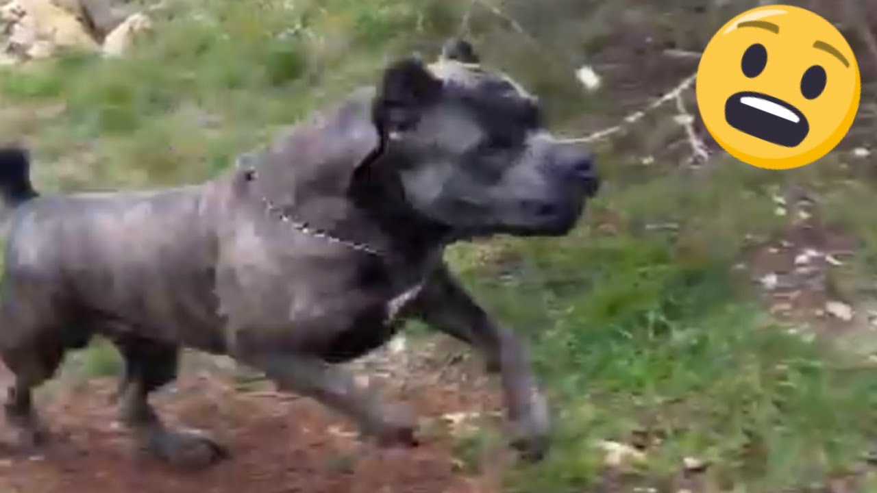 CANE CORSO Sprints into ACTION to DEFEND PROPERTY