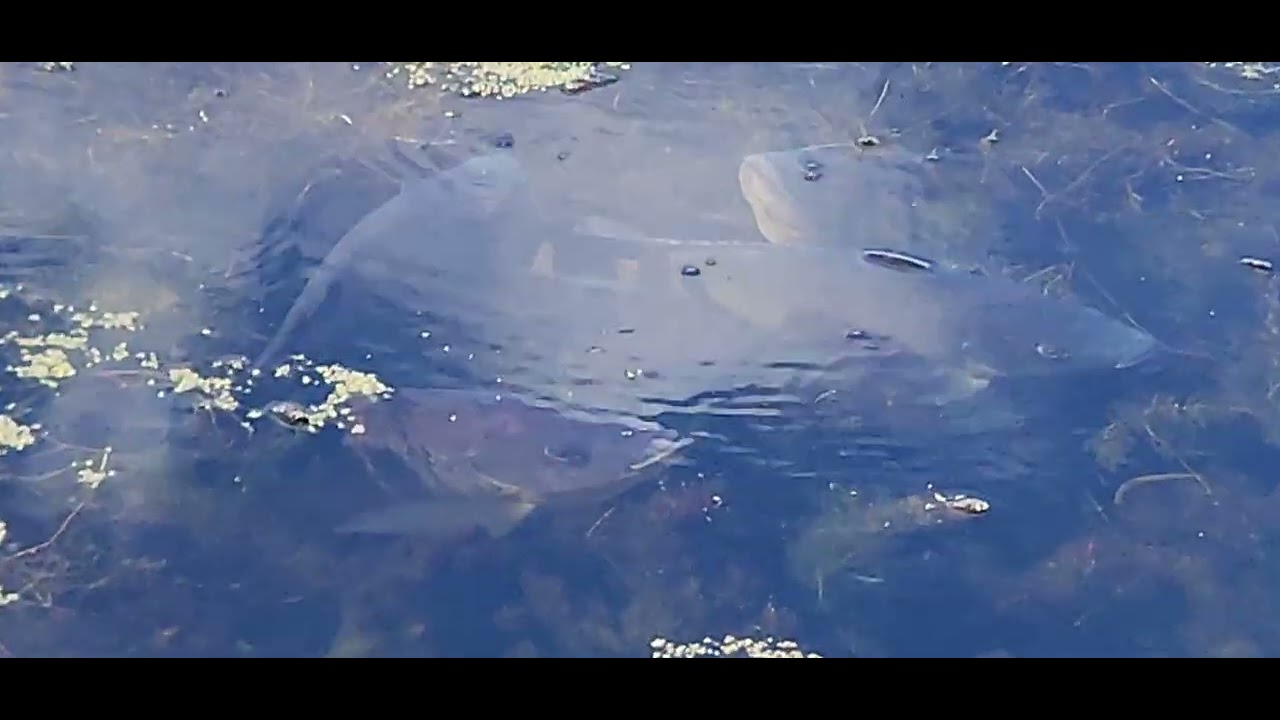 Blue Tilapia grouped together.
