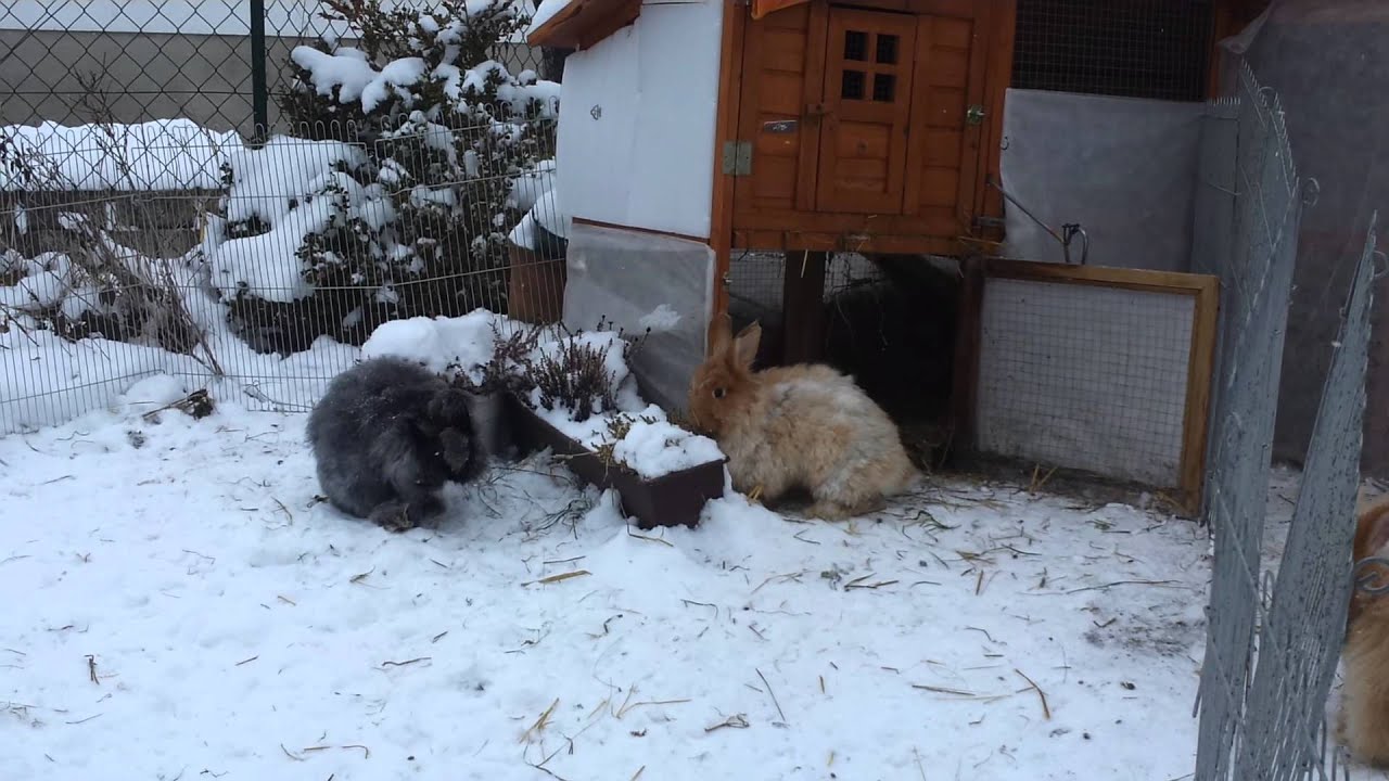 Angorakaninchen im Schnee.mp4