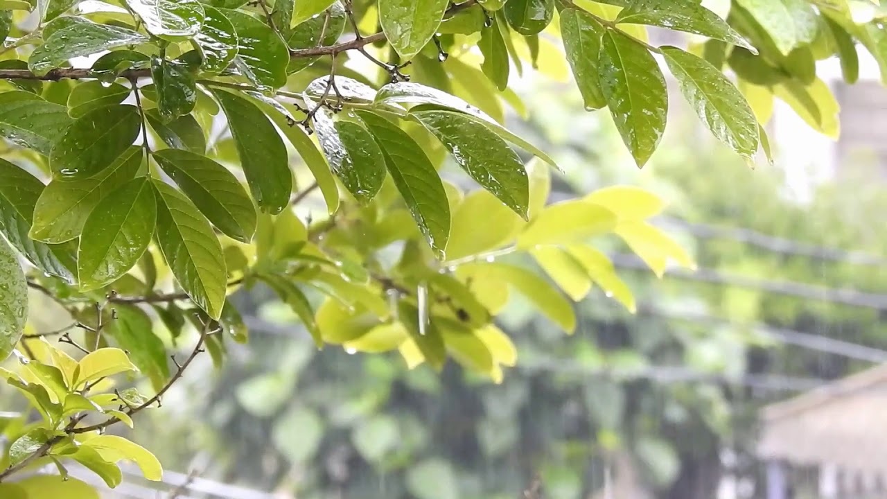 Morning Rain With Birds | Relaxing Nature Sounds | Sleep, Relaxation, Study