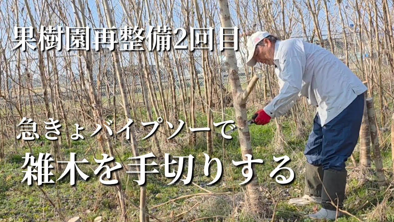 果樹園再整備2回目　急きょパイプソーで雑木を手切りする
