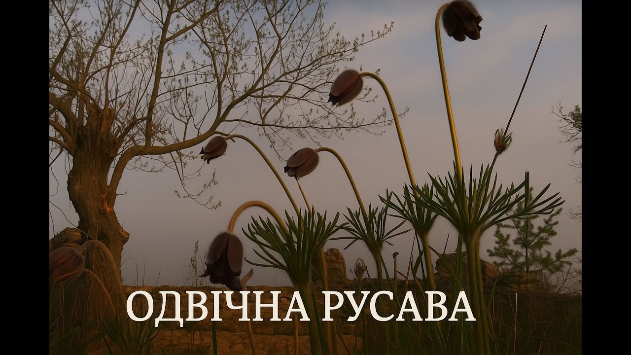 21 перлина Вінниччини | Одвічна Русава, с. Стіна