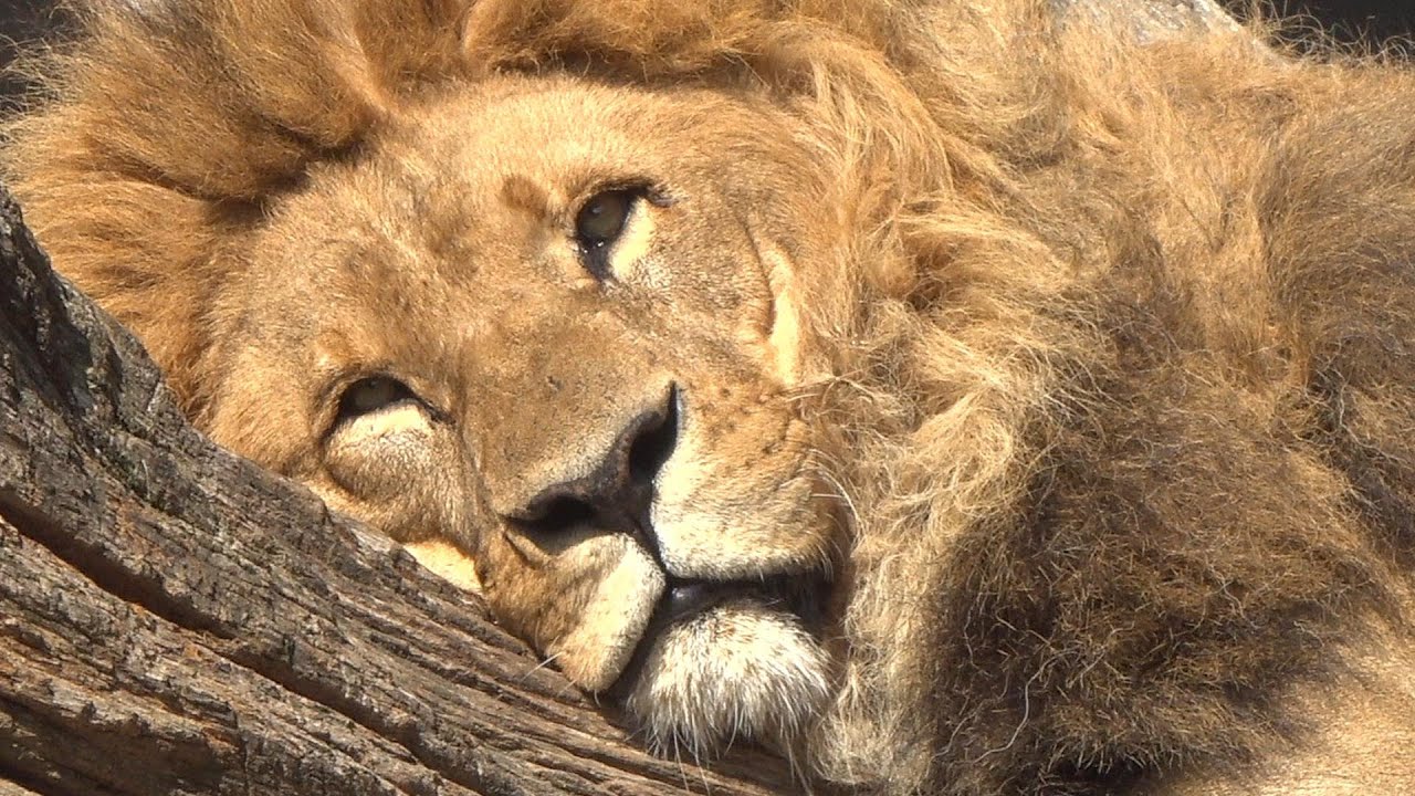 Safari durch den Tierpark Hagenbeck