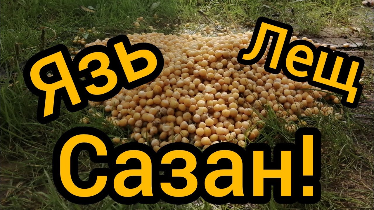 САЗАН, ЯЗЬ, ЛЕЩ НА ГОРОХ!!!!! Часть 2. Камень-на-Оби.