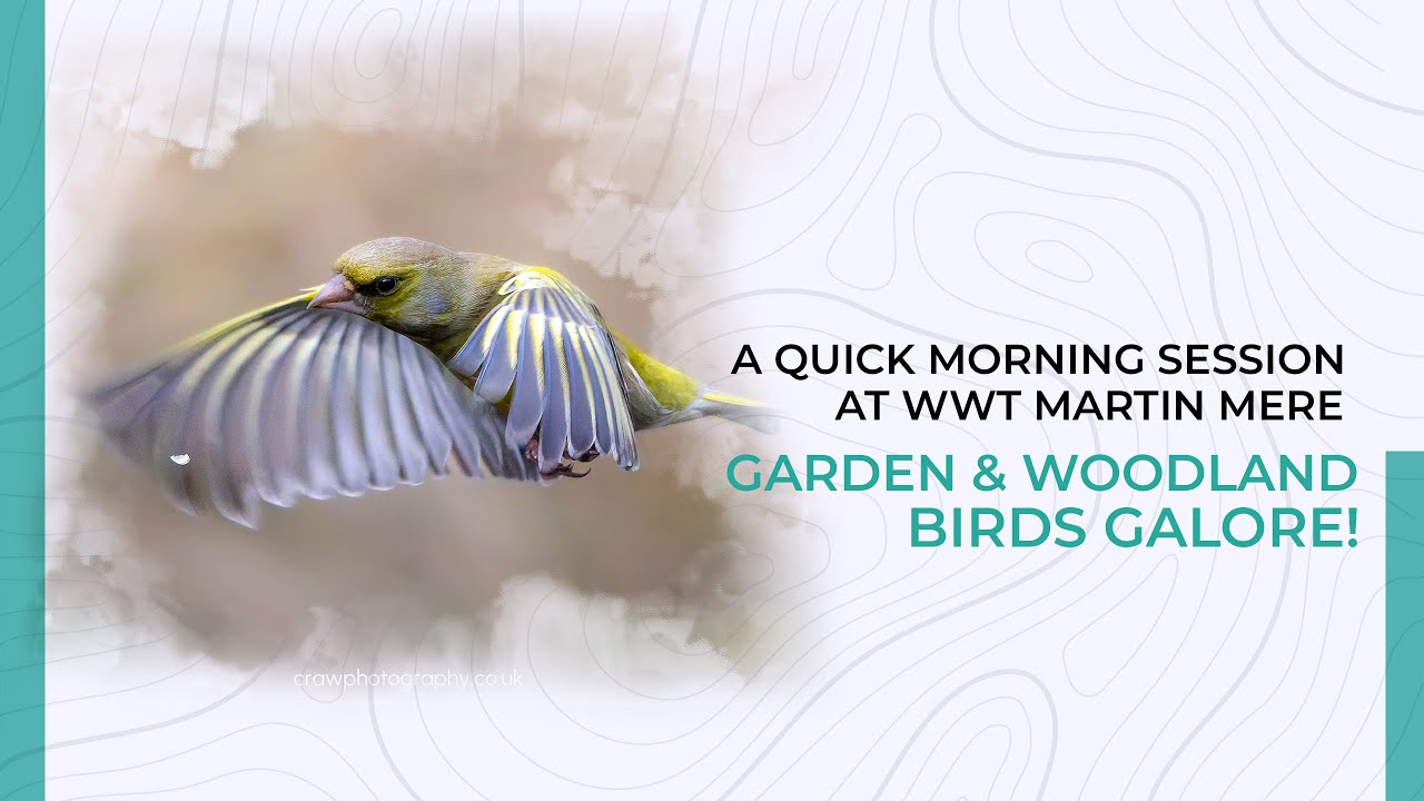 WWT Martin Mere Morning Session | Garden & Woodland Birds Galore!