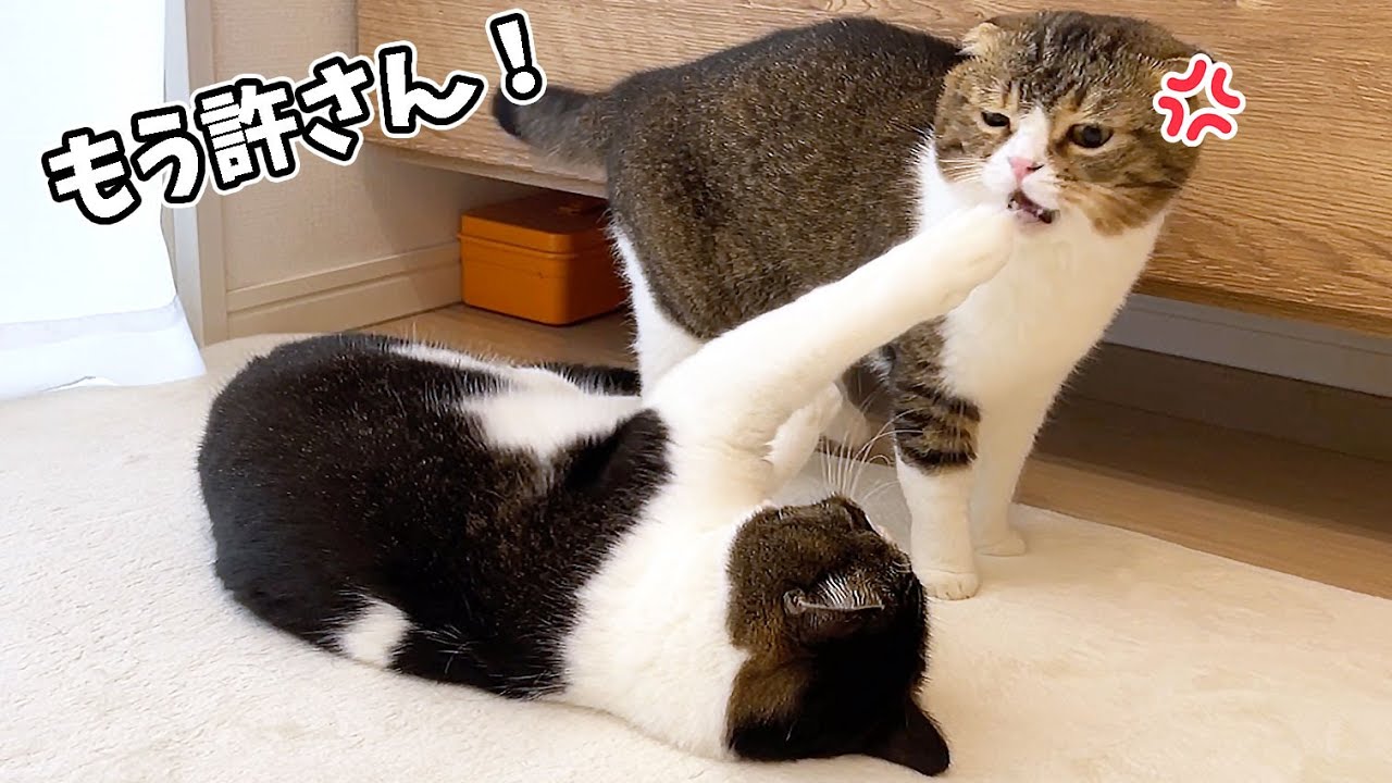 いつも仲良しな親子猫が久しぶりに大喧嘩しちゃいました…泣