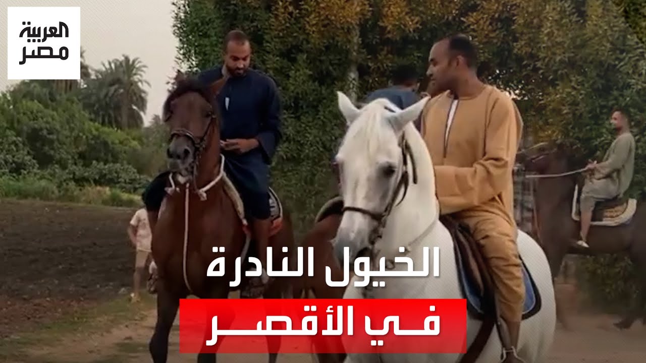 خيول نادرة في الأقصر تتخطى أحيانًا العربي الأصيل: تتفوق في رياضة 