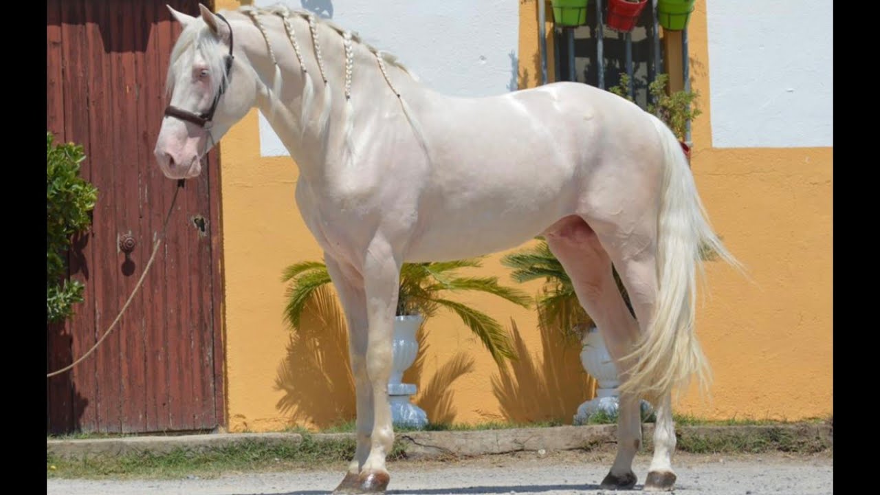 Altivo Vinyet Cremello PRE Revised Stallion