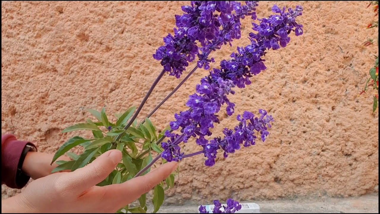 SALVIA, la planta que no puede faltar en tu casa