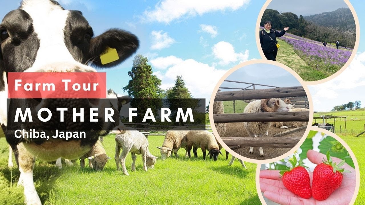 Mother Farm Chiba Japan|Japan Travel Guide