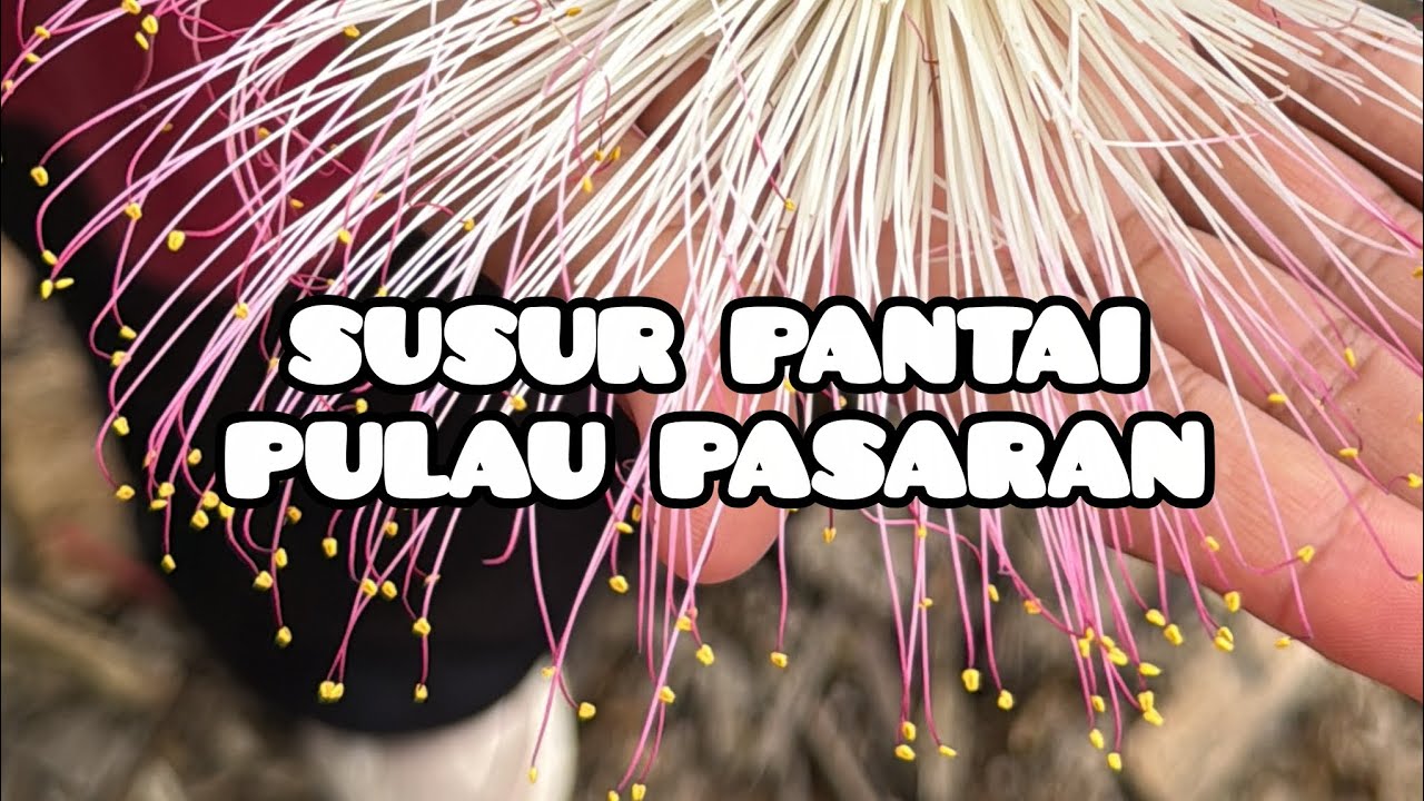 SUSUR PANTAI PULAU PASARAN