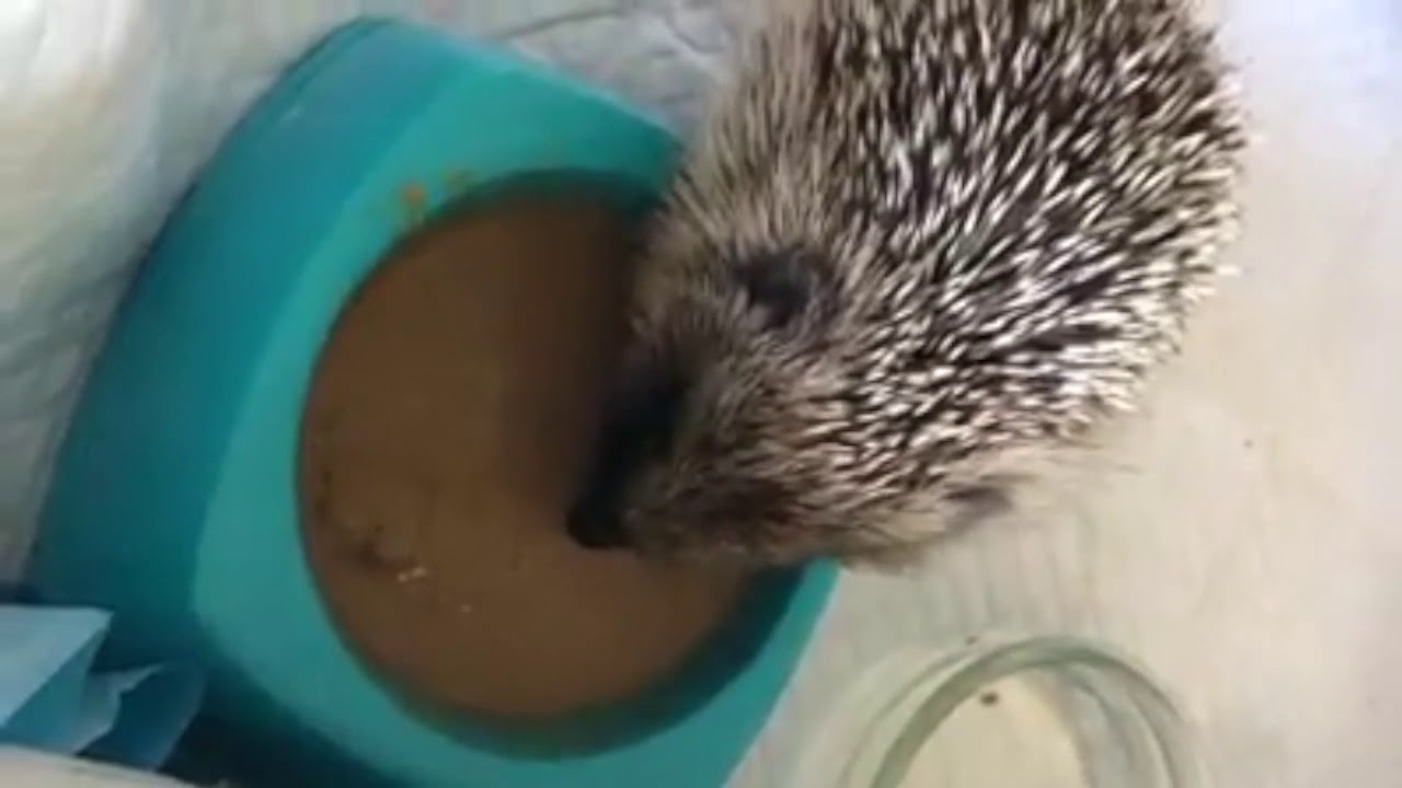 Barnacle Hedgehog Rescue - 'Pumbaa'