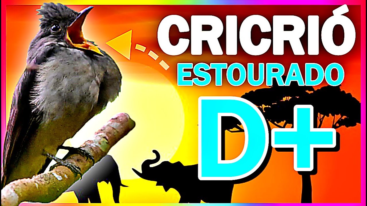 [CAPIT&Atilde;O DO MATO] CANTO DO CRICRI&Oacute; | CRICRI&Oacute; CANTANDO - PEITO ESTOURADO, CANTA MUITO, LINDO - HD