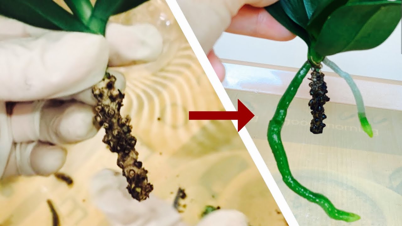 蘭花（77）（粵語）搶救無根爛根蝴蝶蘭簡易方法分享￼