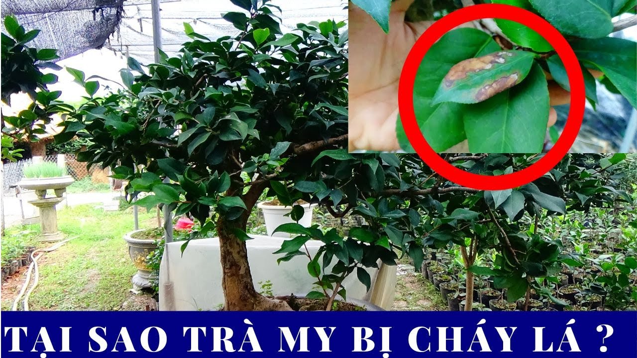 NGUYÊN NHÂN TRÀ MY CHÁY LÁ ? VƯỜN KIM CHI 0988015061