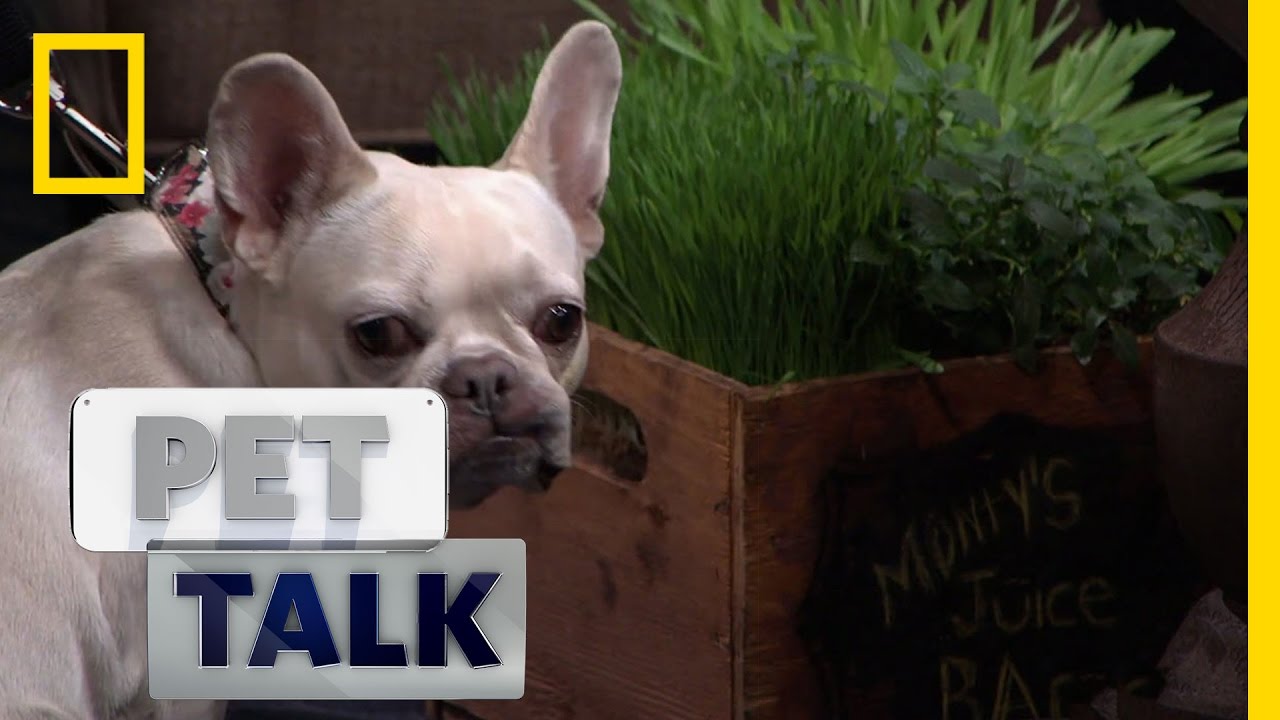 Why Do Dogs Eat Grass? | Pet Talk