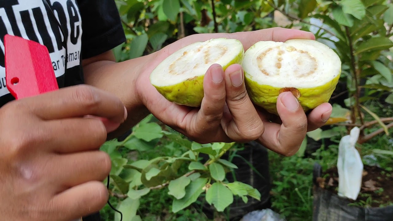 BUDIDAYA JAMBU BIJI GETAS PUTIH DALAM PLANTER BAG
