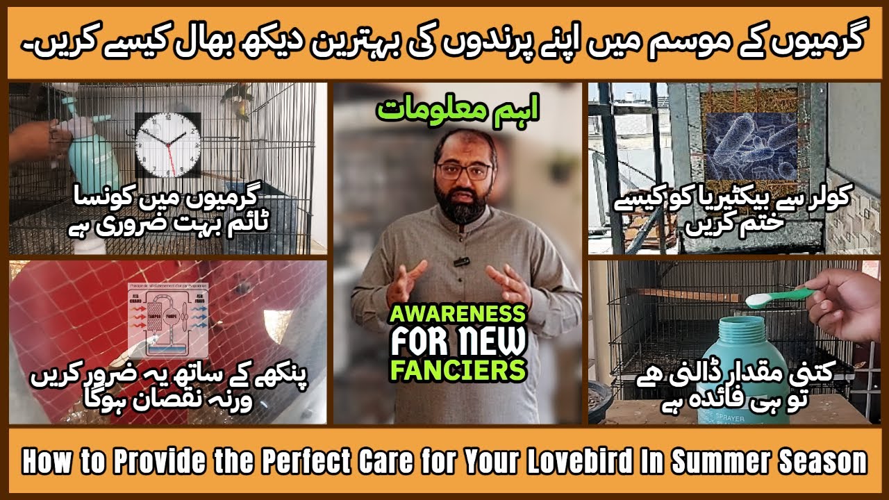 Best Care Lovebirds | Love Birds In Summer Season |@MirAvi
