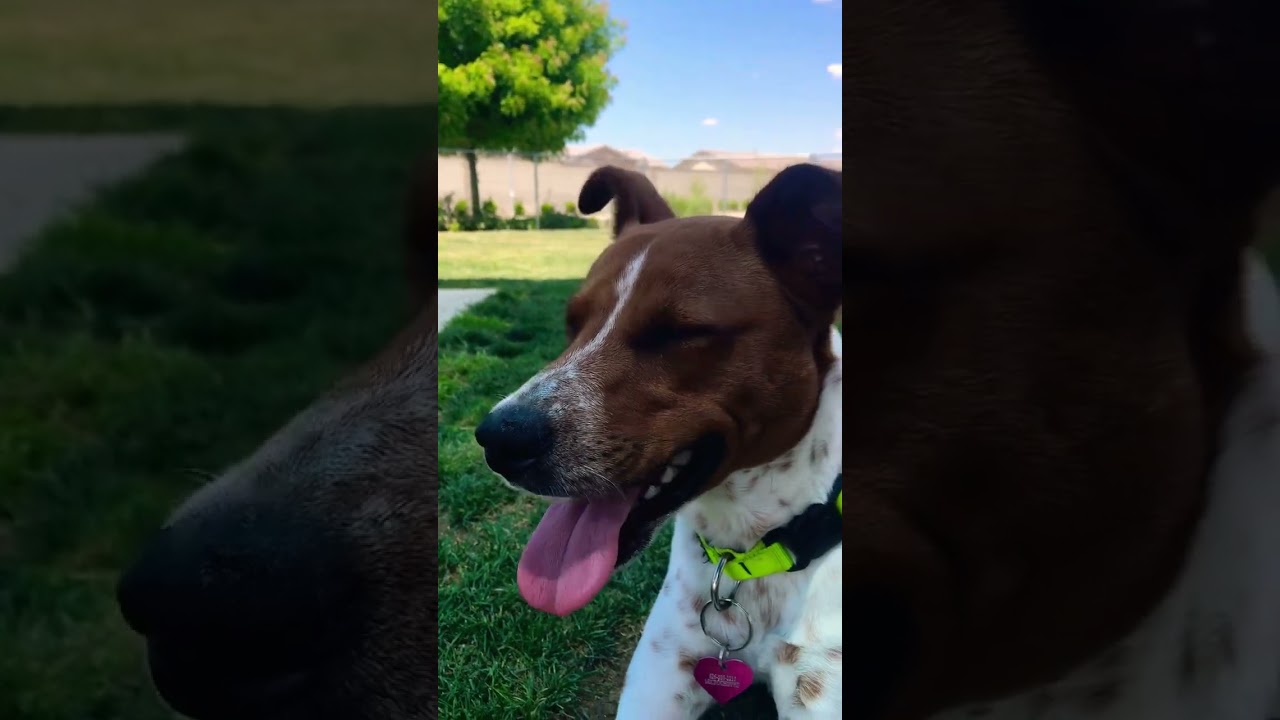 Cute Dog Loves The Dog Park!