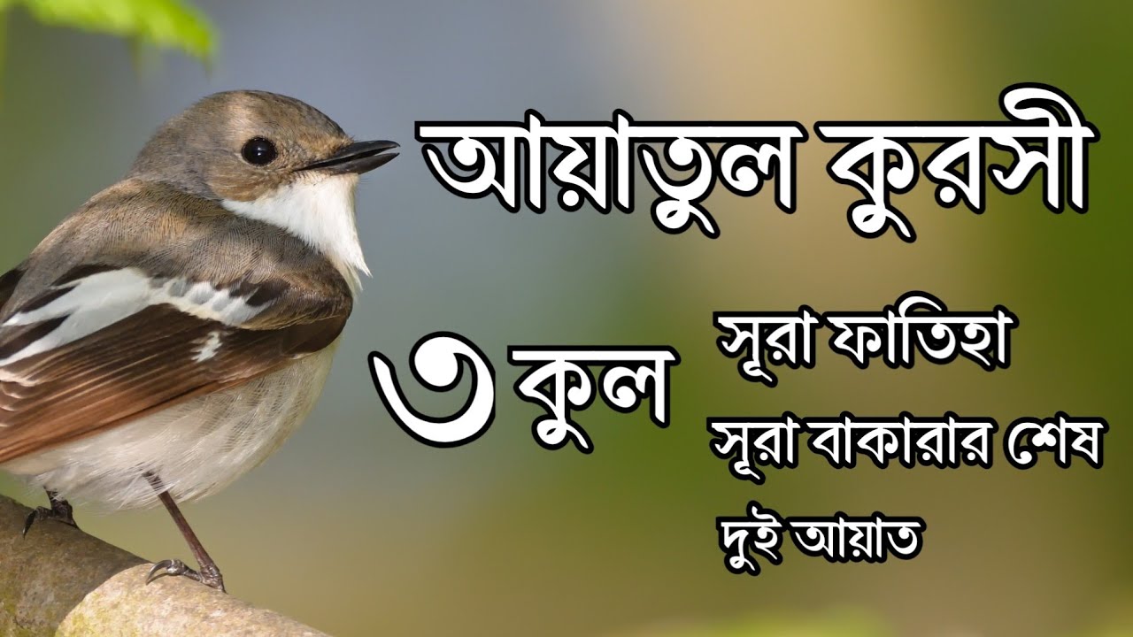 ৩ কুল,আয়াতুল কুরসী, সূরা ফাতিহা ও সূরা বাকারার শেষ দুই আয়াত | Reciter By Ayoub Mosab