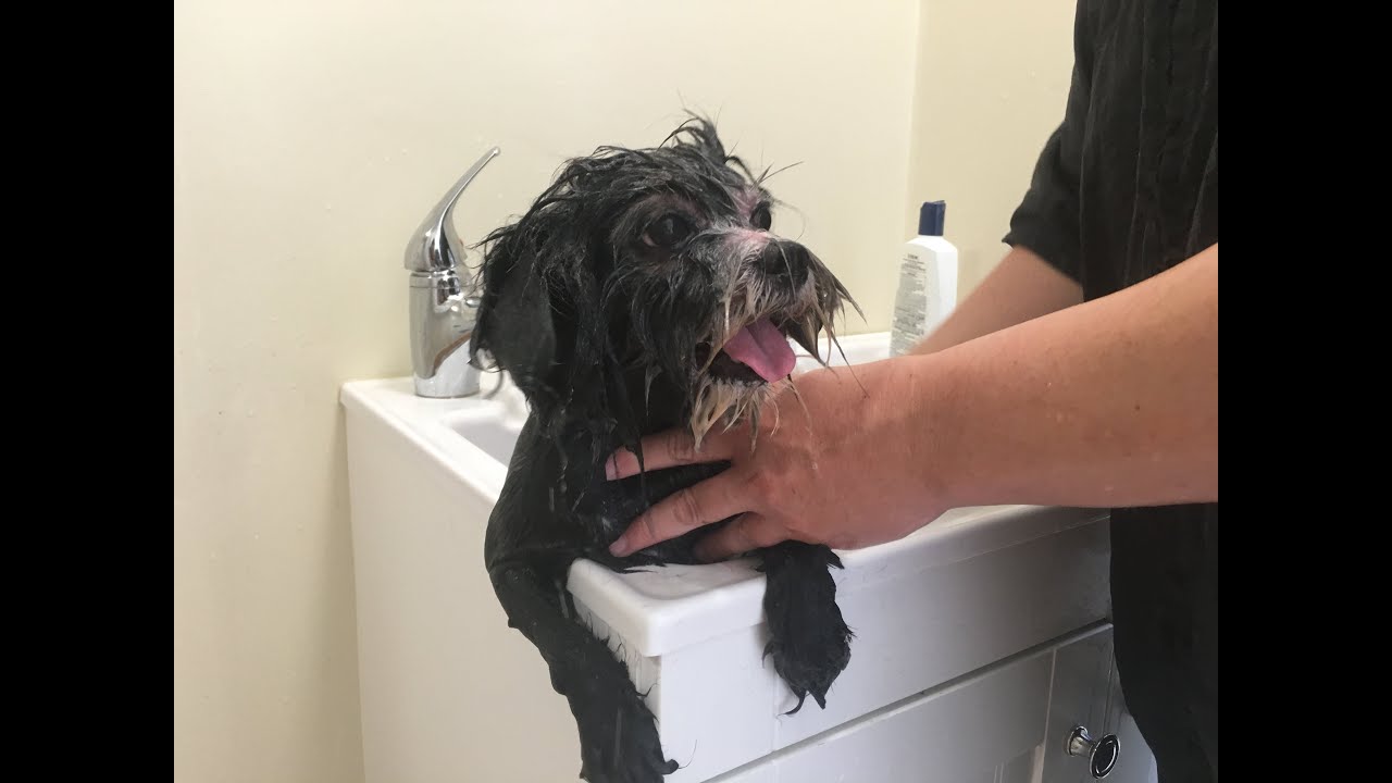 Dakota - Amazing Transformation After Being Rescued!