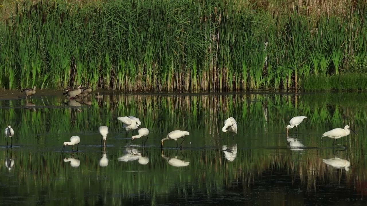 De Diepen, Milsbeek