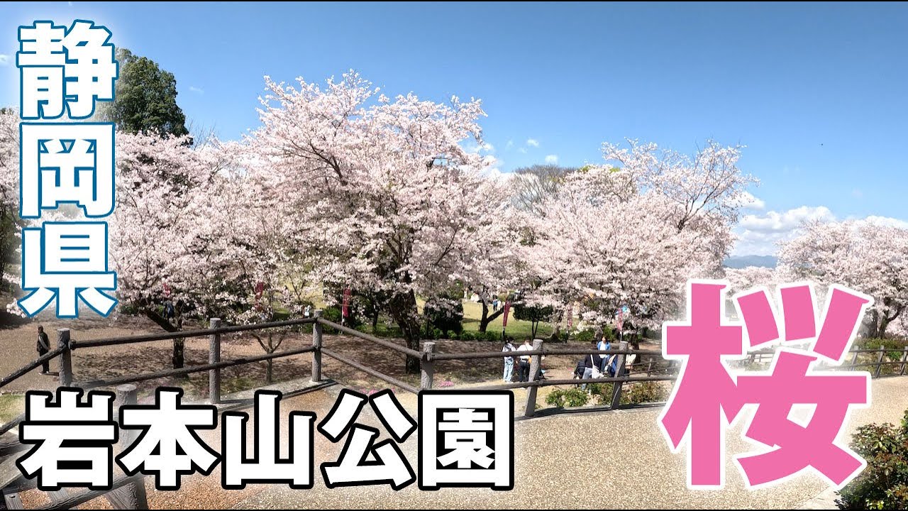 【静岡県富士市】岩本山公園の桜・夜桜ライトアップ
