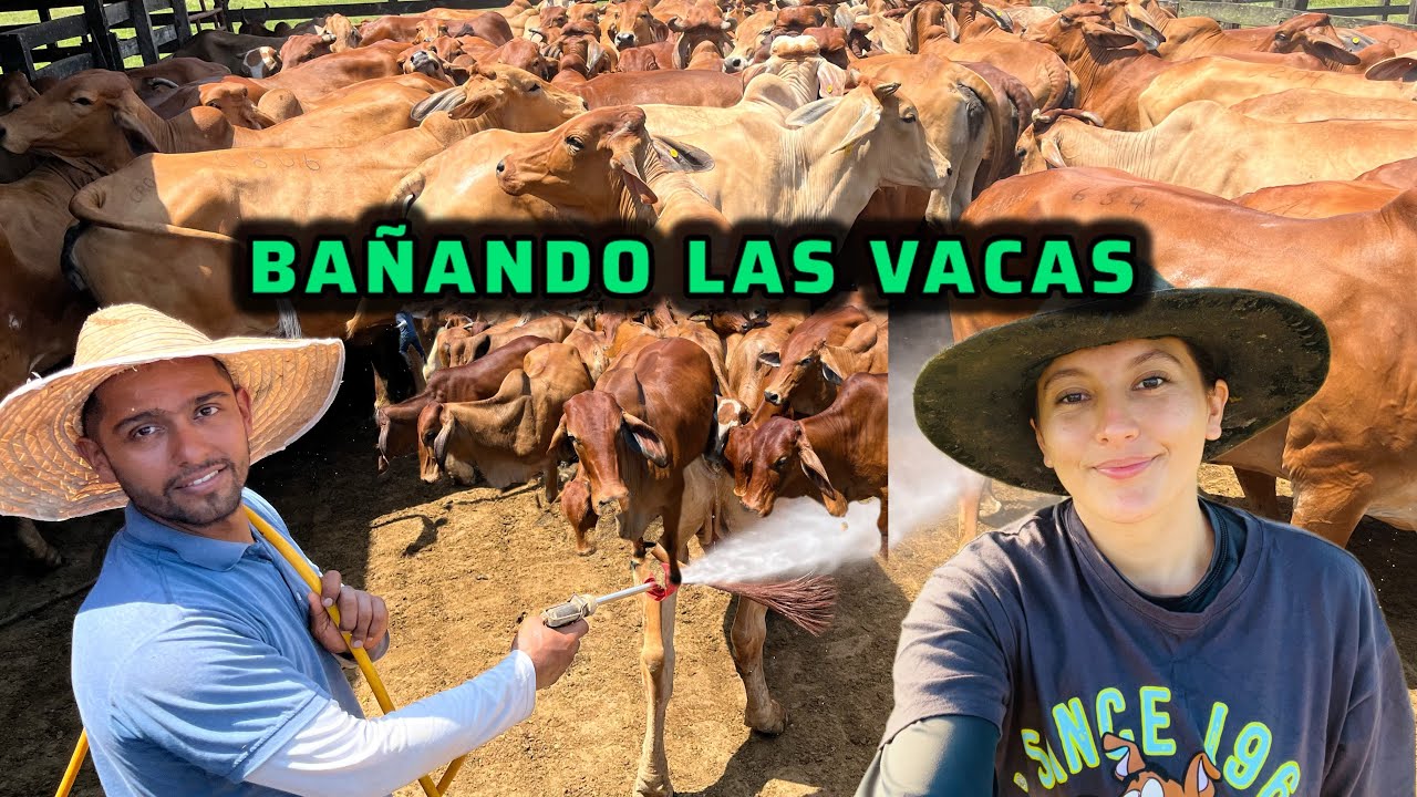 Así bañamos las vacas para la mosca y la garrapata
