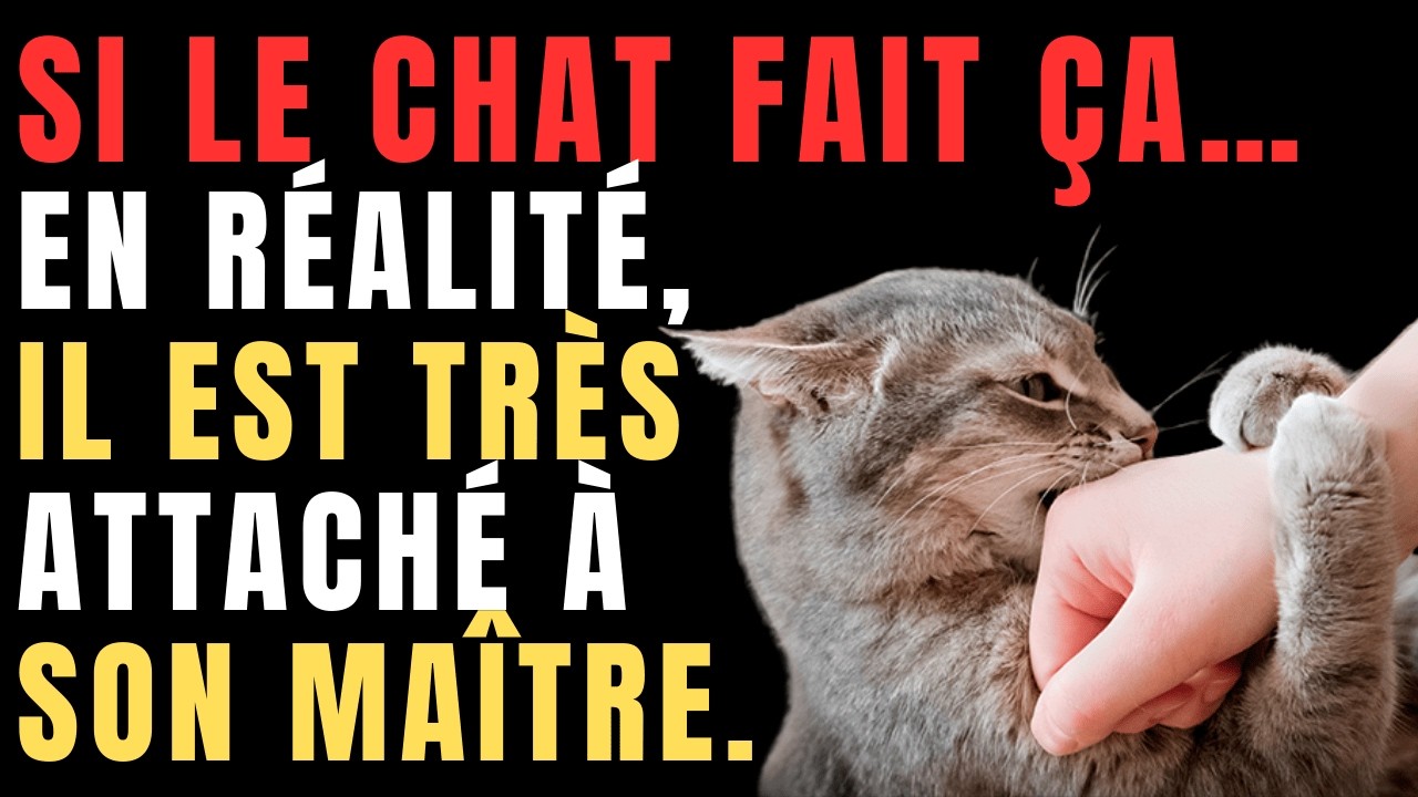 Votre chat fait-il cela ? Alors il vous aime vraiment : 12 comportements qui le prouvent